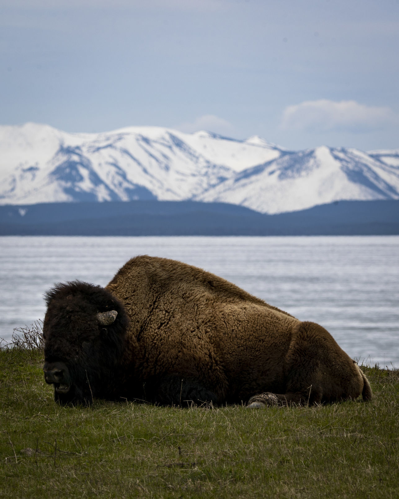Yellowstone opens